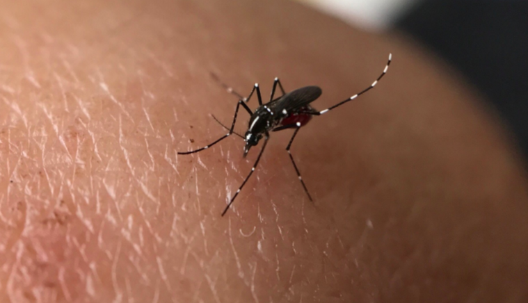 蚊子壽命-打蚊子