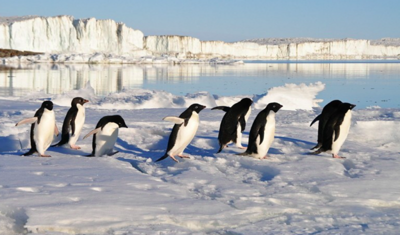 為什麼-北極-南極-沒有企鵝-南極熊